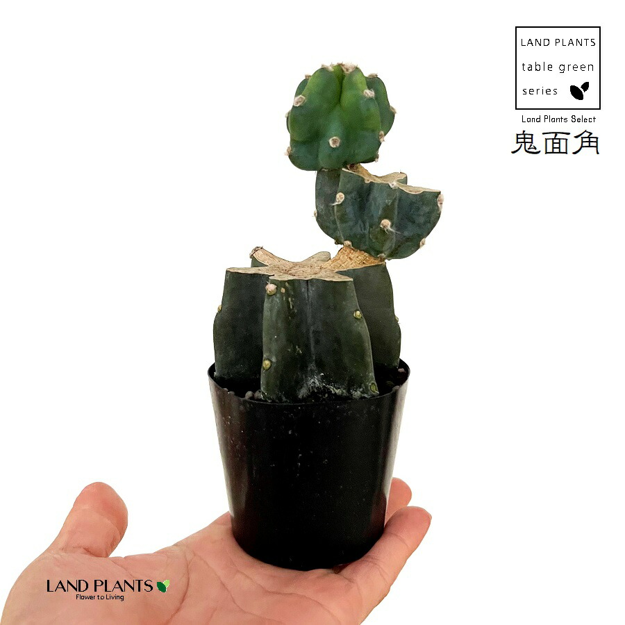 柱サボテン　ブランチ　2 楽天市場】柱サボテン ブランチ 鬼面角 2.5号 多肉植物 観葉植物