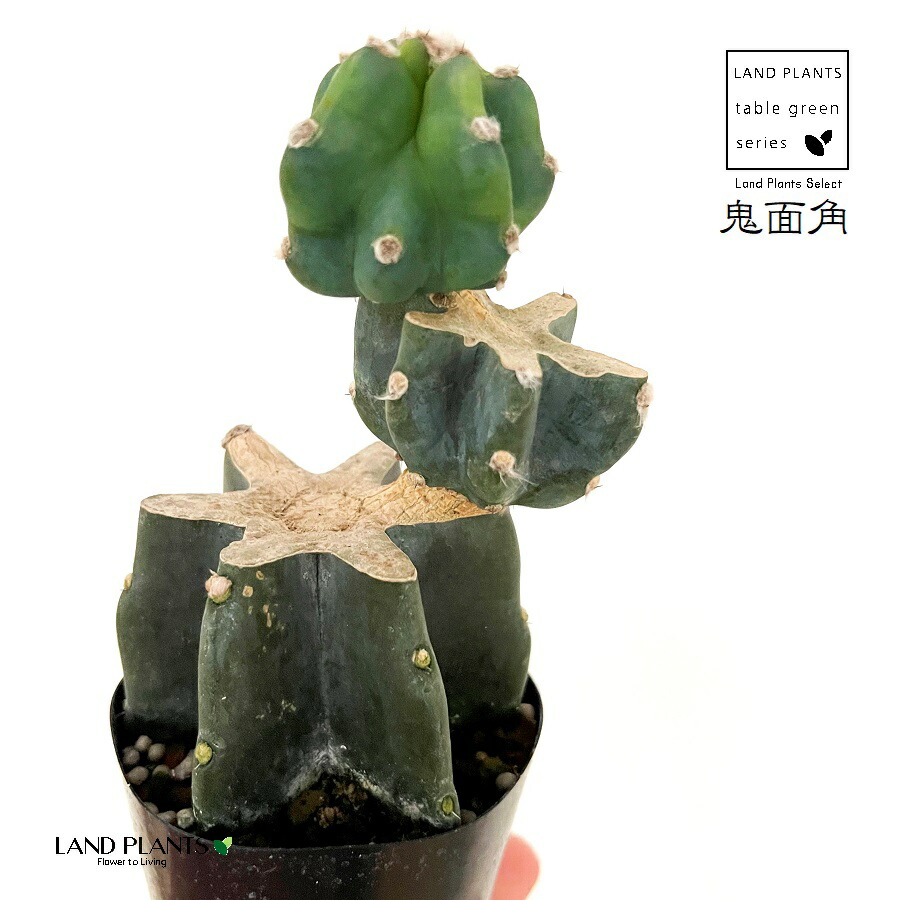 楽天市場】【ポイント2倍☆マラソン期間】柱サボテン 鬼面閣