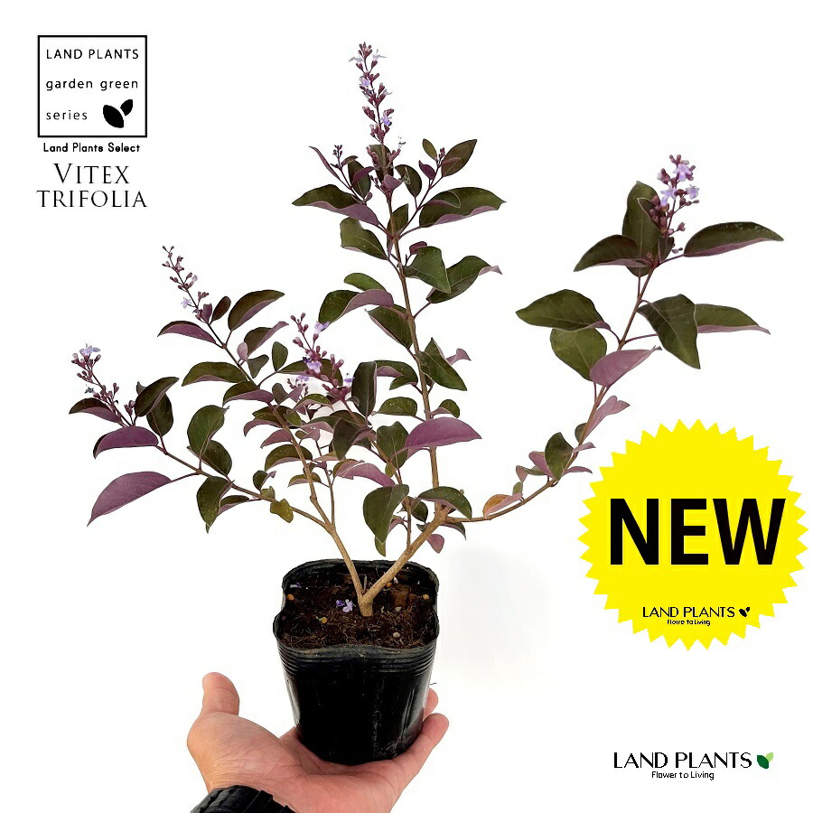 チョウセンニンジン　プルプレア苗木 チョウセンニンジン プルプレア苗木 楽天市場】ニンジンボク