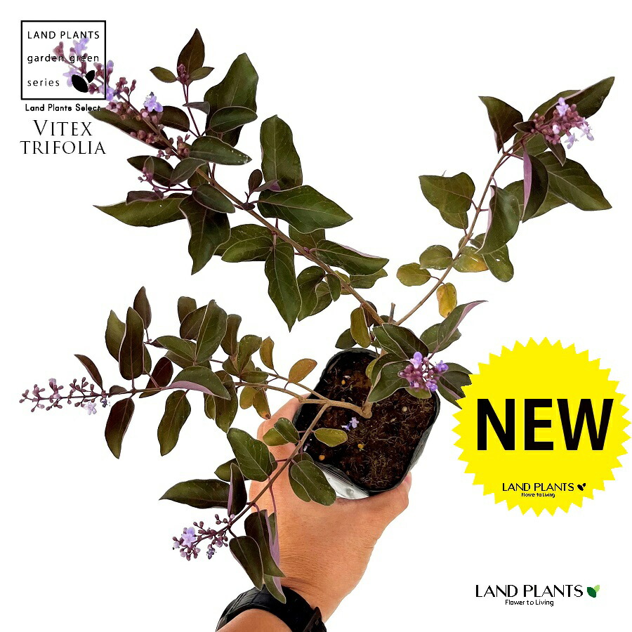 楽天市場】観葉植物 鉢花 苗：西洋ニンジンボク プルプレア*7号 : 遊恵