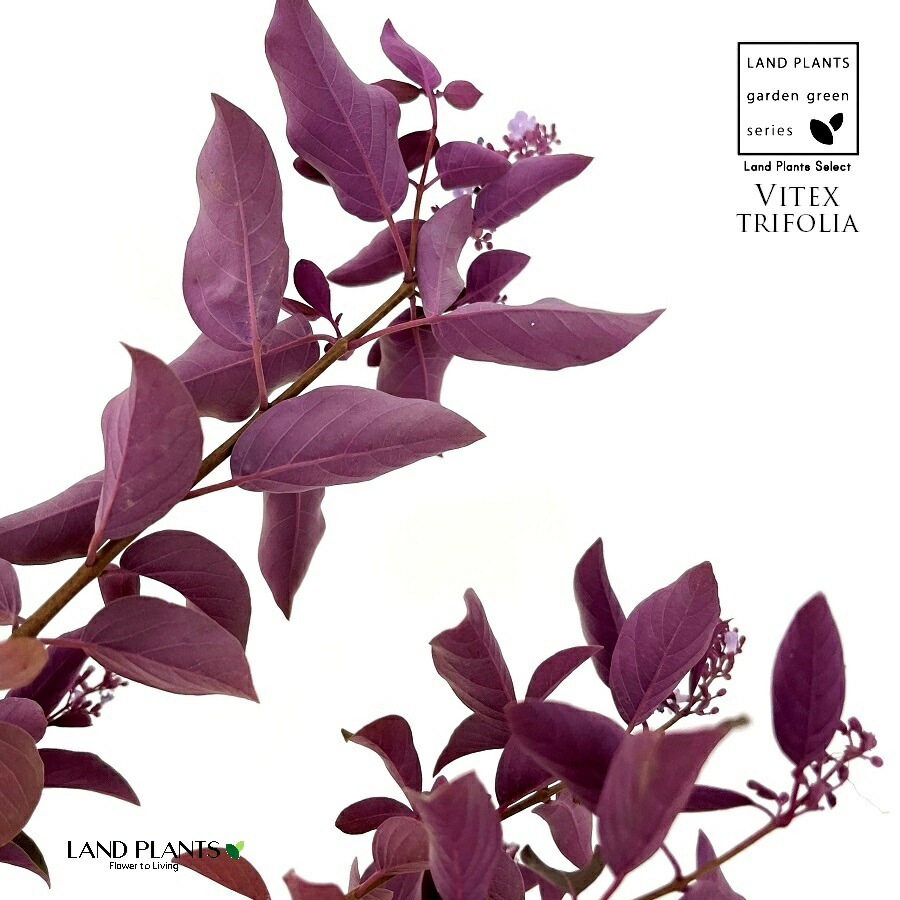 ミツバハマゴウ　セイヨウニンジンボク・プルプレア　青紫　抜き苗 園芸ネット本店｜西洋ニンジンボク：パープル3～3.5号ポット（ミツバ