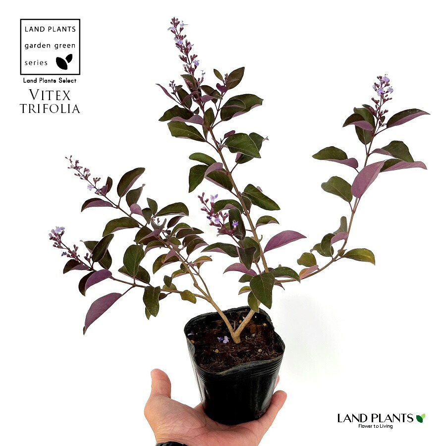 楽天市場】西洋ニンジンボク（プルプレア） 3.5号 ポット苗 1鉢