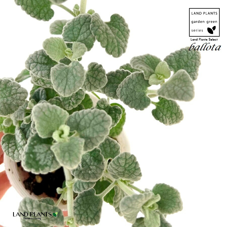 【楽天市場】バロータ 2.5号 ポット苗 1鉢 Ballota pseudodictamnus：LAND PLANTS 楽天市場店