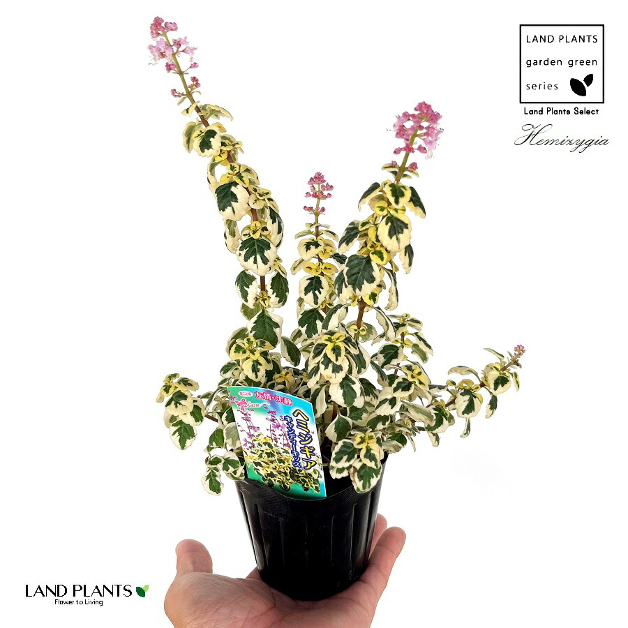 楽天市場】セロペギア パラシュートプランツ（サンダーソニー）3