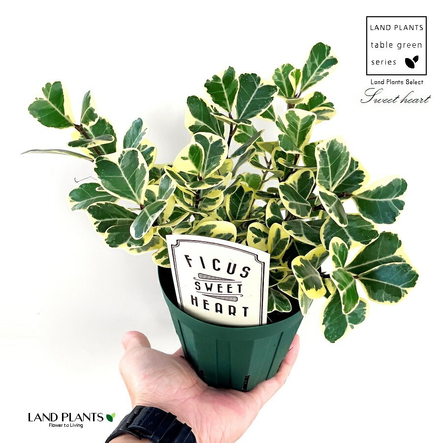 楽天市場】フィカス トライアンギュラリス スイートハート 7号