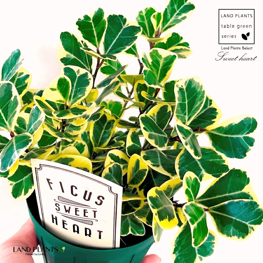 楽天市場】観葉植物 フィカス スイートハート ゴムの木 珍しい品種