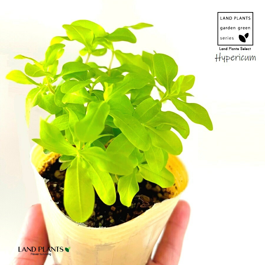 □☘️ヒペリカム苗☘️　❤抜き苗❤　選べるおまけつき　無農薬 □☘️ヒペリカム苗☘️ ❤抜き苗❤ 選べるおまけつき 無農薬 □☘️