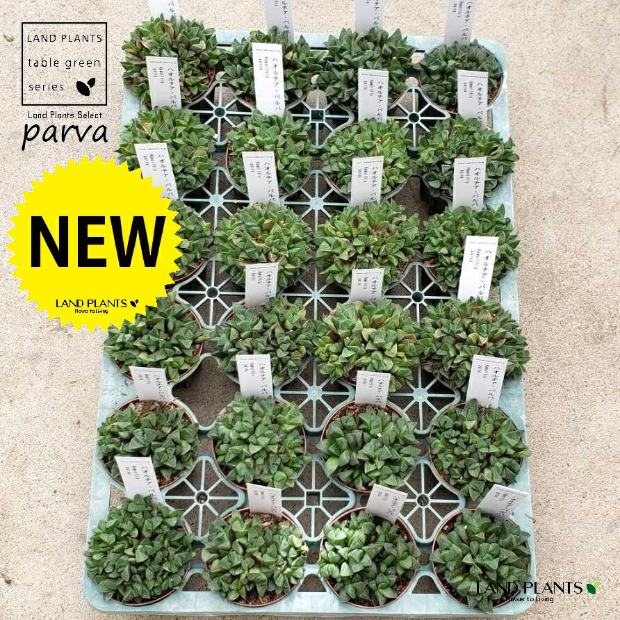 【ケース販売：24入】 【多肉植物】 ハオルチア（パルバ） 2.5号 ポット苗 24鉢 ハオルチアパルバ ツルボラン科(ユリ科) ハオルチア属 原産地：南アフリカ Haworthia parva