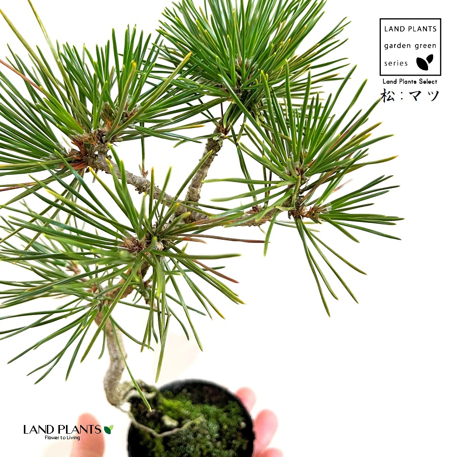 楽天市場】松（三河松：ひねり） 3号 ポット苗 1鉢 三河黒松