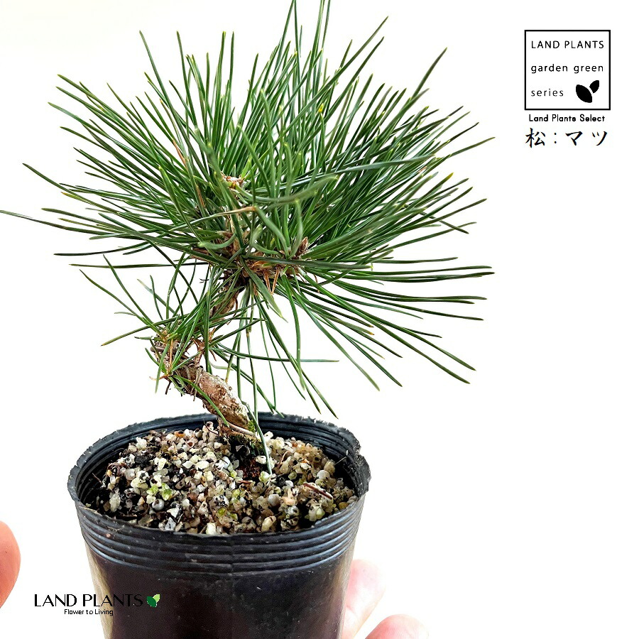 楽天市場】松（黒松：くねくね） 2.5号 ポット苗 1鉢 松 松の木