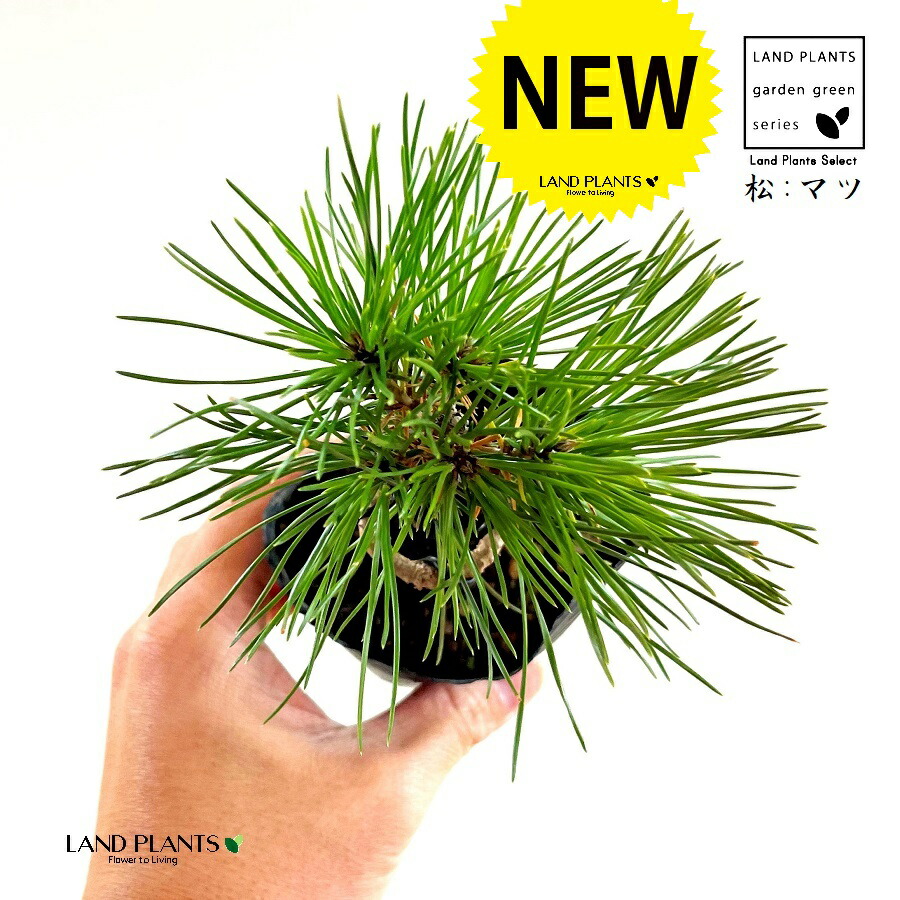 黒松 庭木 3本 ◆近畿地方限定送料無料 黒松 庭木 3本 ◇近畿地方限定送料無料 - メルカリ