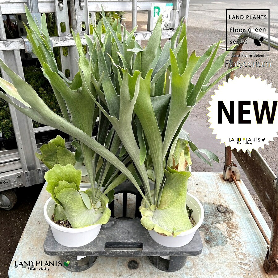 蚊食い鳥幽客（立性） 1鉢 6号 可塑性物質鉢 ビカクシダ 麋角歯朶 大型  ビフルカツム 歯朶Platycerium 花・ガーデン・DIY-花・観葉植物-観葉植物