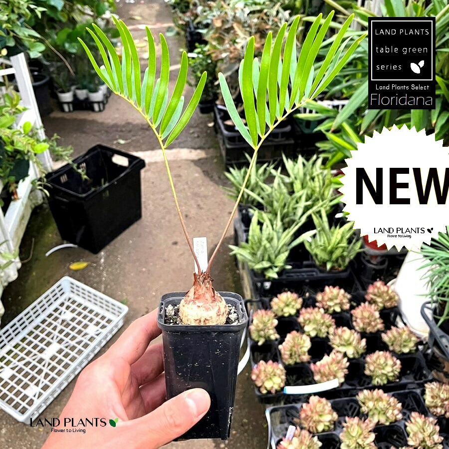 【現品】ザミア・フロリダーナ　多頭株　10号　白鉢（1） 現品】ザミア・フロリダーナ 多頭株 10号 白鉢（1） : 花の