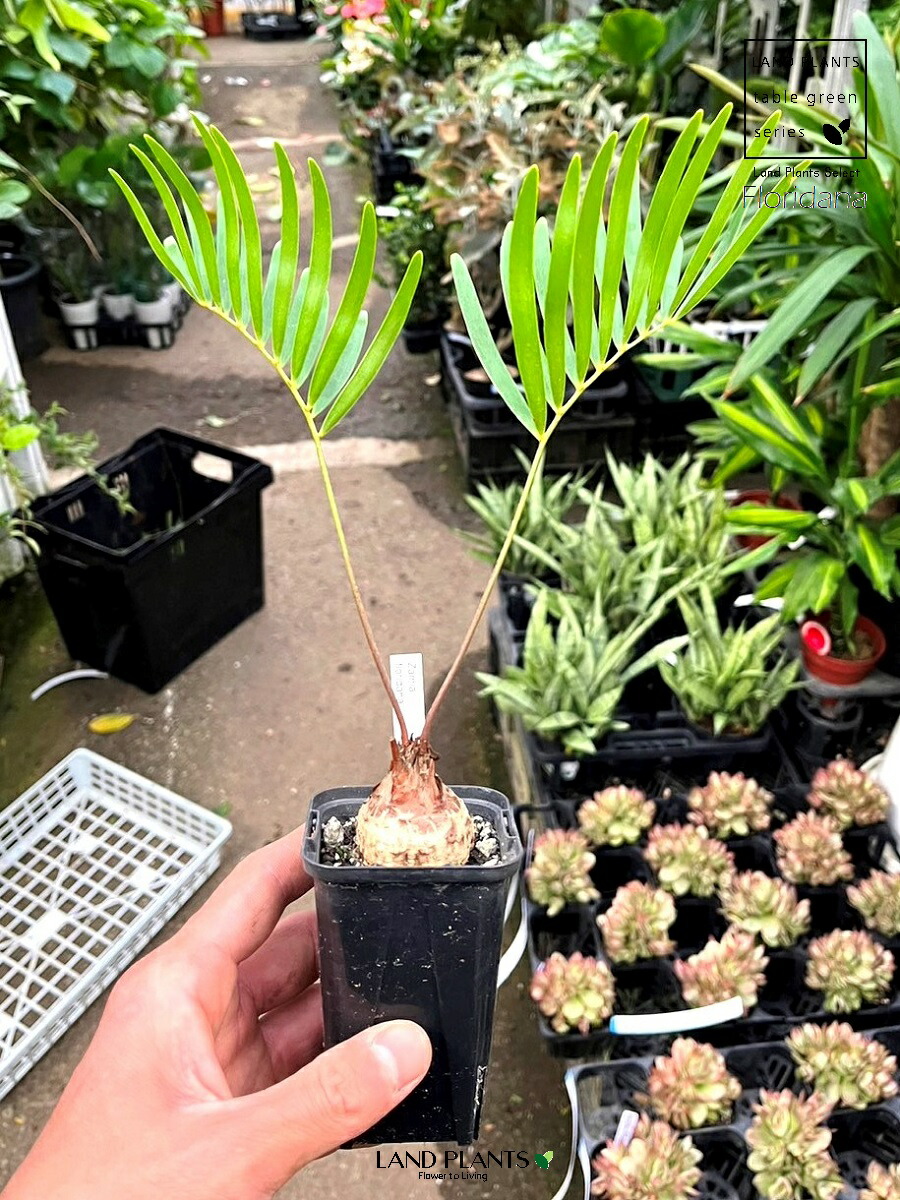 楽天市場】ザミア（フロリダーナ） 1鉢 7号 プラスチック苗 ザミア