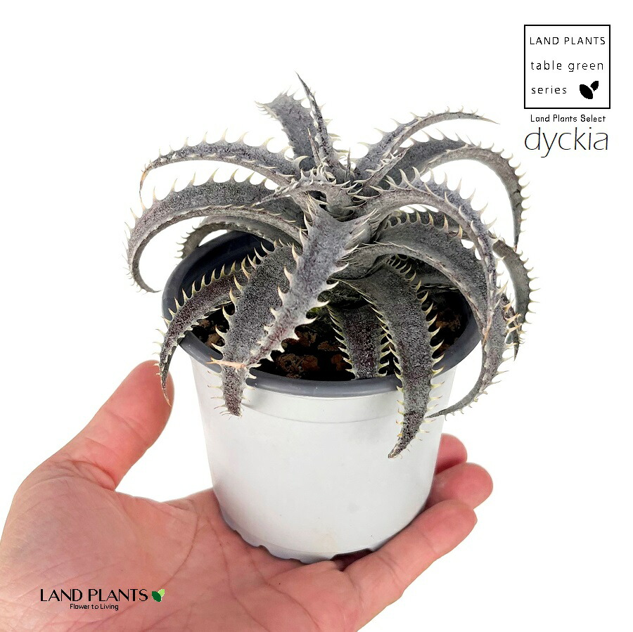 楽天市場】PLANCHU 観葉植物 ディッキア グランマルニエホワイトフォ