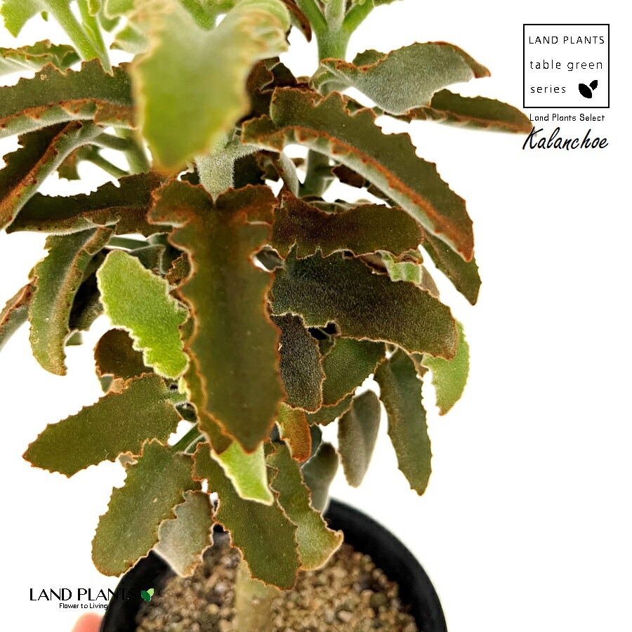 カランコエ・ベハレンシス　7号 楽天市場】カランコエ （ベハレンシス： 仙女の舞）1鉢 7号