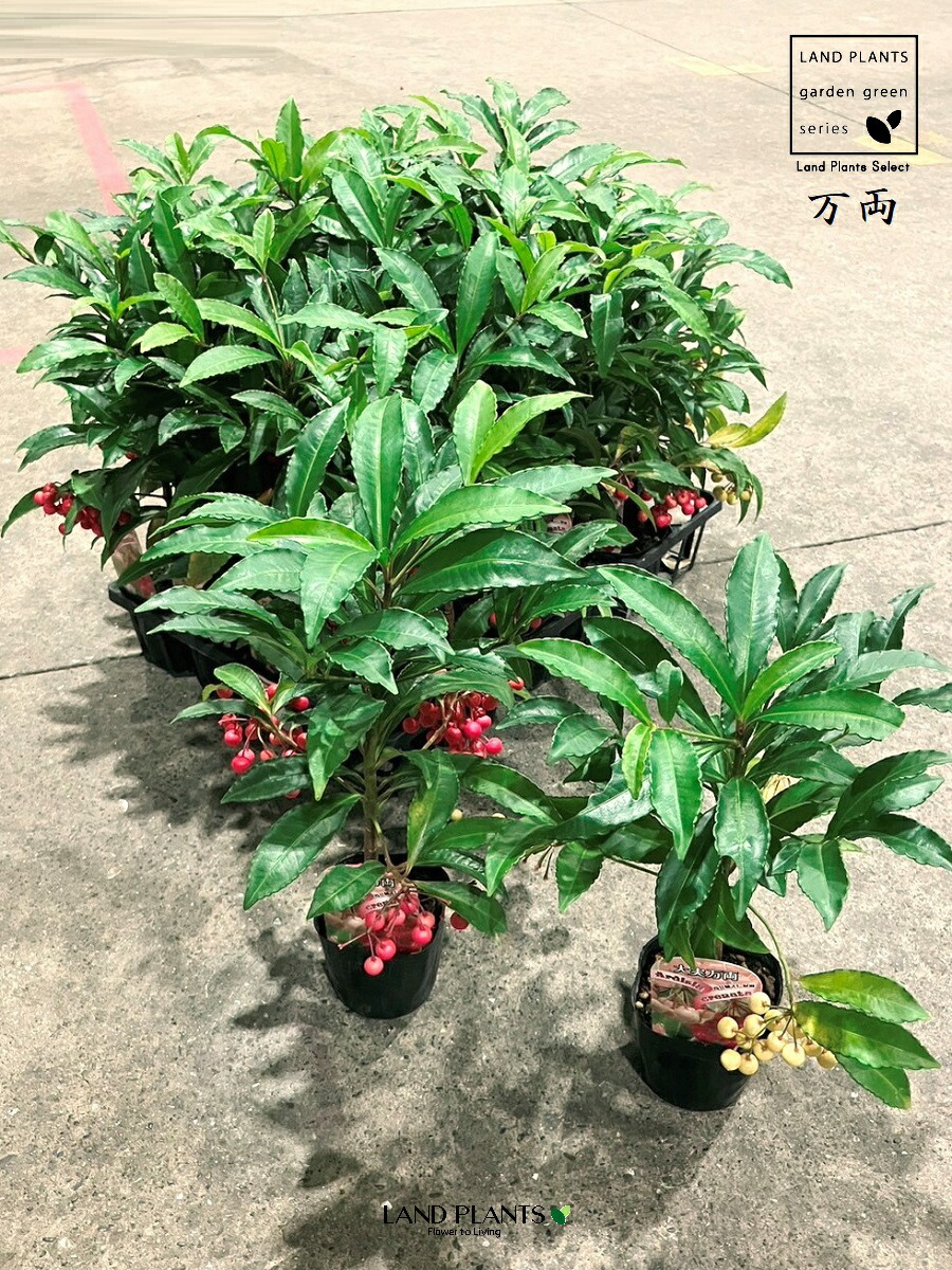 楽天市場】斑入り葉万両（マンリョウ）福包（フクツツミ）3号苗（h42