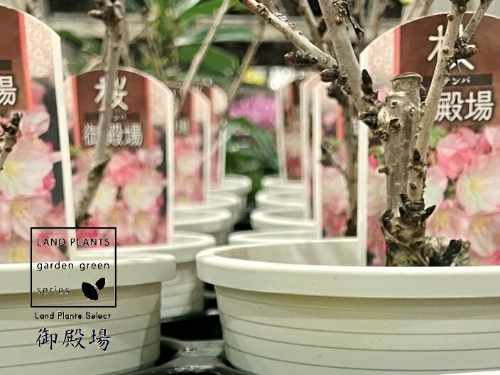 ぱぱさん専用 / Floraison 盆栽 桜 | 通販専門店 HitoHana（ひとはな）