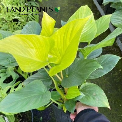 8月中セール★ 斑入り ホマロメナ homalomena rubescens 8月中セール☆ 斑入り ホマロメナ homalomena rubescens