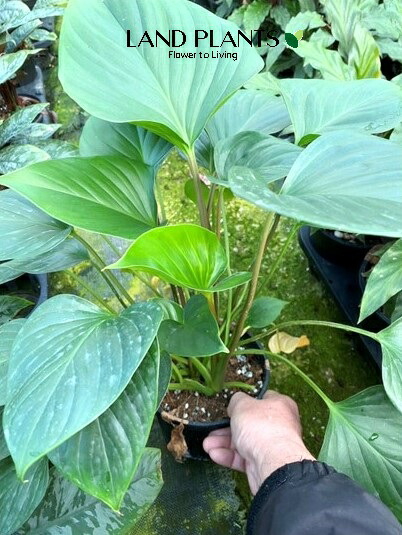 楽天市場】ホマロメナ（エメラルドジェム） 5号 プラスチック鉢 1鉢