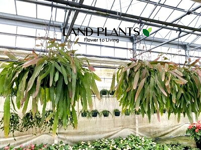 【入れもの売りわたす：8入】 リプサリス（ラムローサス） 7号 可塑性物質 吊り鉢 8鉢 リプサリスラムローサス Rhipsalis ramulosus