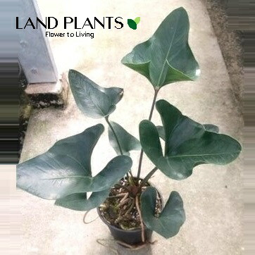 【楽天市場】【ケース販売：5入】 アンスリウム（アロー） 5号 プラスチック苗 5鉢 アンス アンスリューム Anthurium Arrow :  LAND PLANTS 楽天市場店