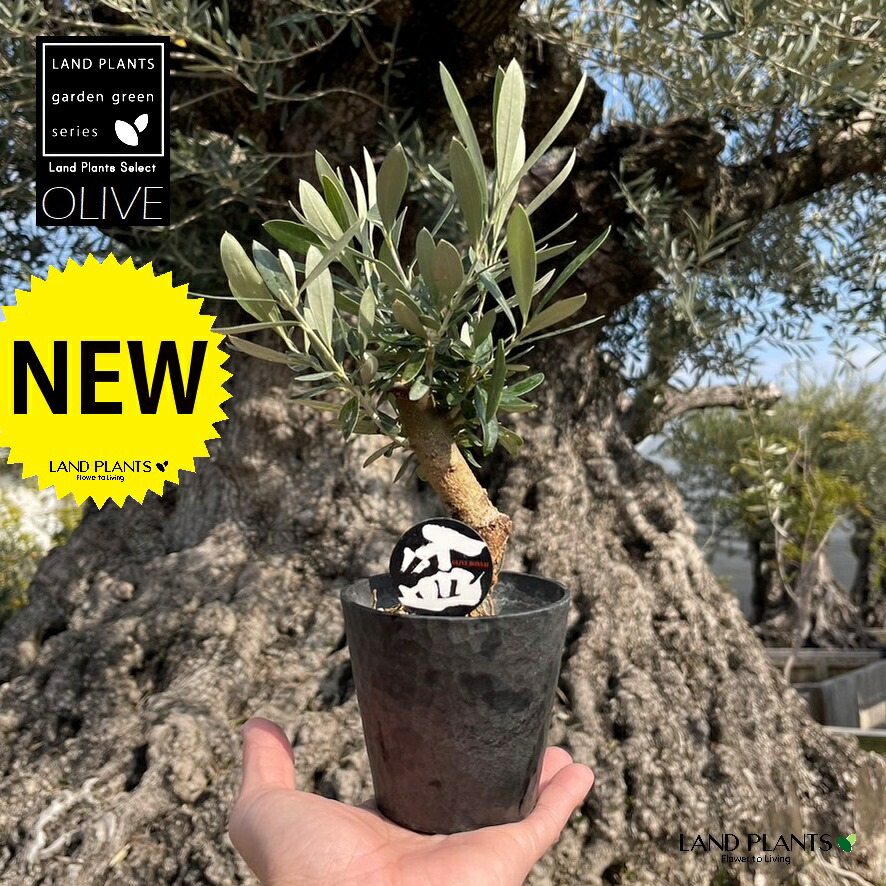 楽天市場】【チプレッシーノ】☆ souju オリーブ スタンド仕立て