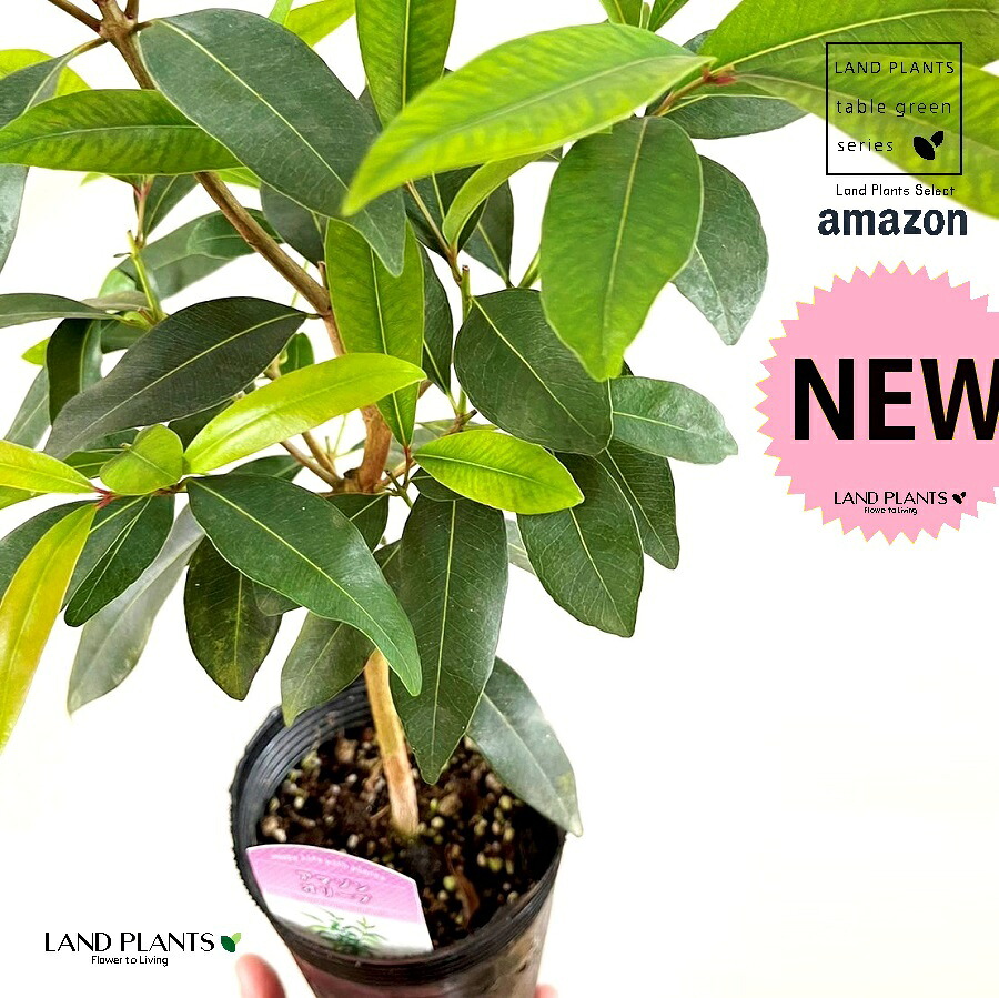 アマゾンオリーブ（ムラサキフトモモ）1鉢 6号 ポット苗 アマゾン オリーブ フトモモ Amazon olive