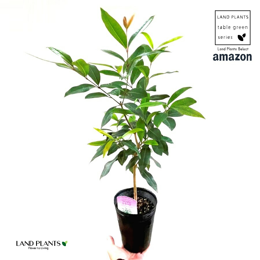 その他観葉植物 moomooo アマゾンオリーブ (ムラサキフトモモ) 10号 | 観葉植物通販