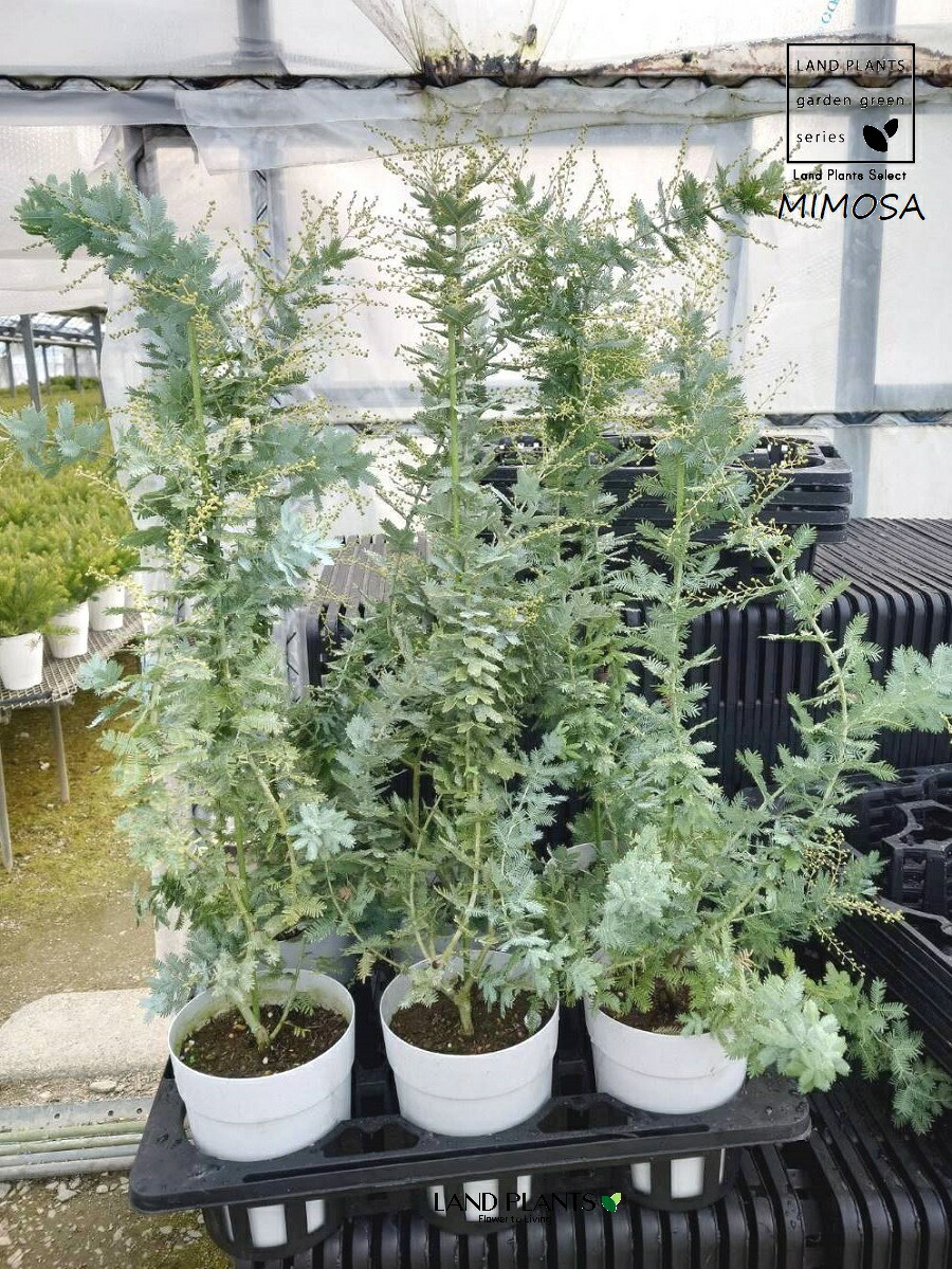 【ケース販売：6入】 アカシア（ミモザ） 5号 プラスチック鉢 6鉢 ミモザアカシア 黄色の花 金合歓 MIMOSA Acacia