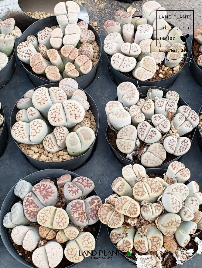 【ケース販売：12入】 リトープス 12鉢 3.5号 プラスチック苗 イシコロギク 多肉植物 多肉 Lithops