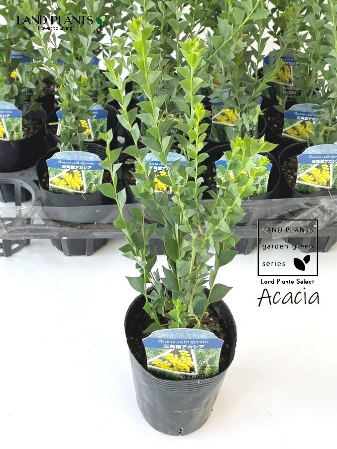楽天市場】アカシア ポートリンカーンワトル 大苗 シルバーグレイの細