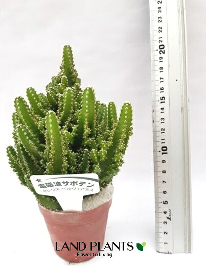 【ケース販売：15入】 サボテン（セレウス） 2.5号 ポット苗 15鉢 Cereus