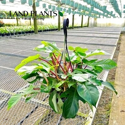 フィロデンドロン（スクアミフォルム） 7号 プラスチック製 吊り鉢 1鉢 Philodendron