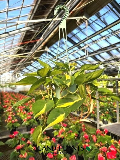 【ケース販売：8入】 フィロデンドロン（ブラジル） 3.5号 プラスチック製 吊り鉢 8鉢 Philodendron Brazil
