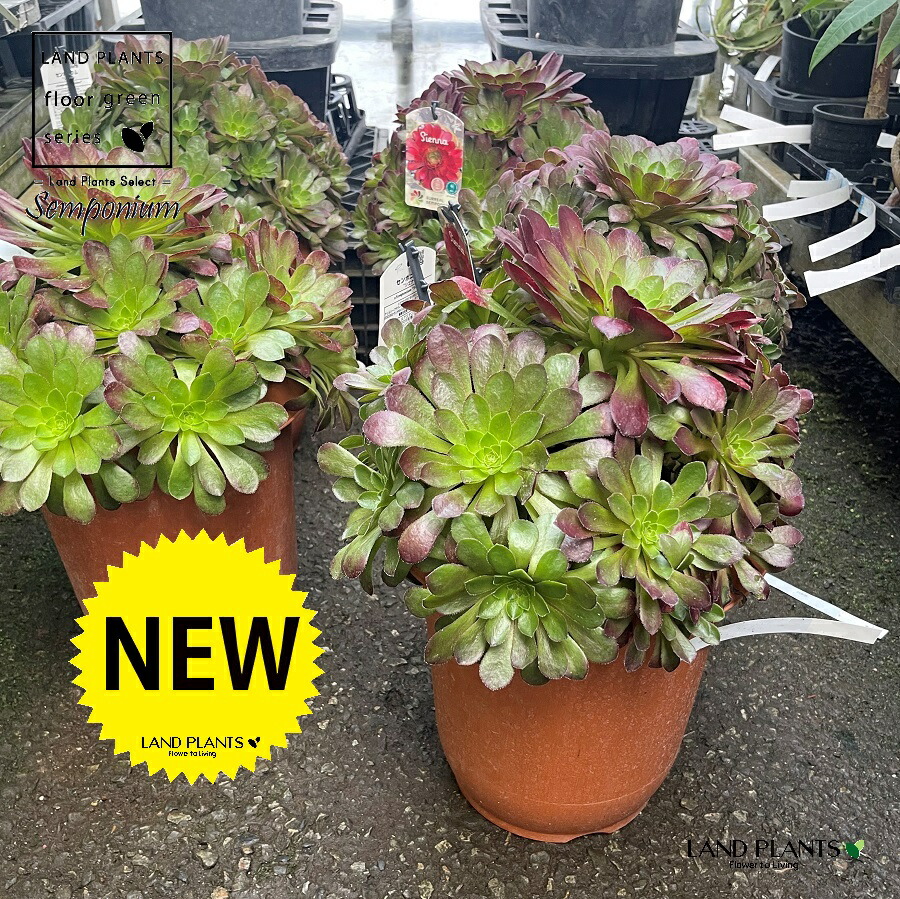 楽天市場】【現品発送】ソテツ ディオーン アルジェンテウム