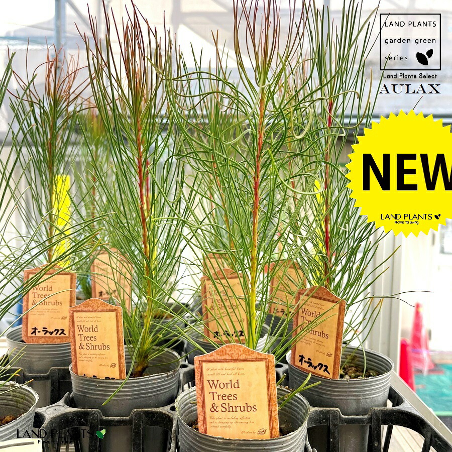 楽天市場】フィリカ・プベッセンス（ワフトフェザー） 5号