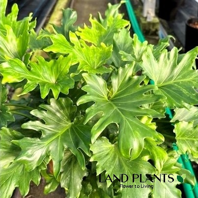 フィロデンドロン（リトルホープ） 7号 プラスチック鉢 １鉢 Philodendron littlehope