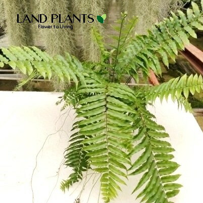 楽天市場】ネフロレピス（フィッシュテール ファーン） 5号 吊り