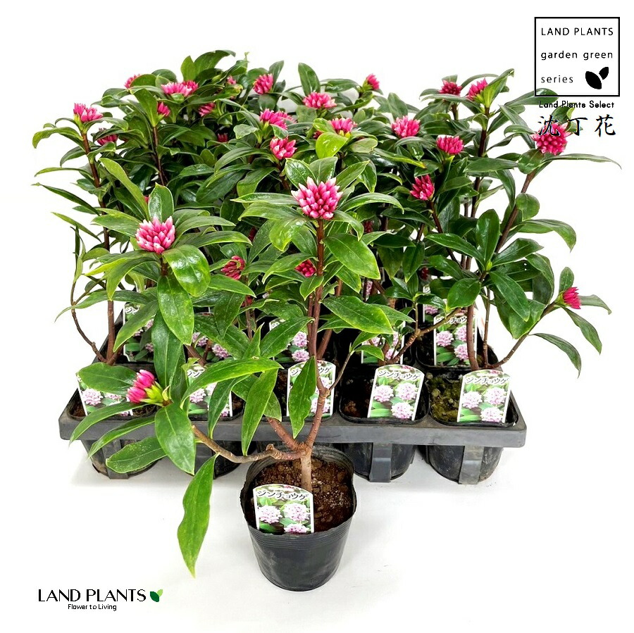 沈丁花ページ② ジンチョウゲ（沈丁花）：白花（斑入り）3.5号ポット の通販