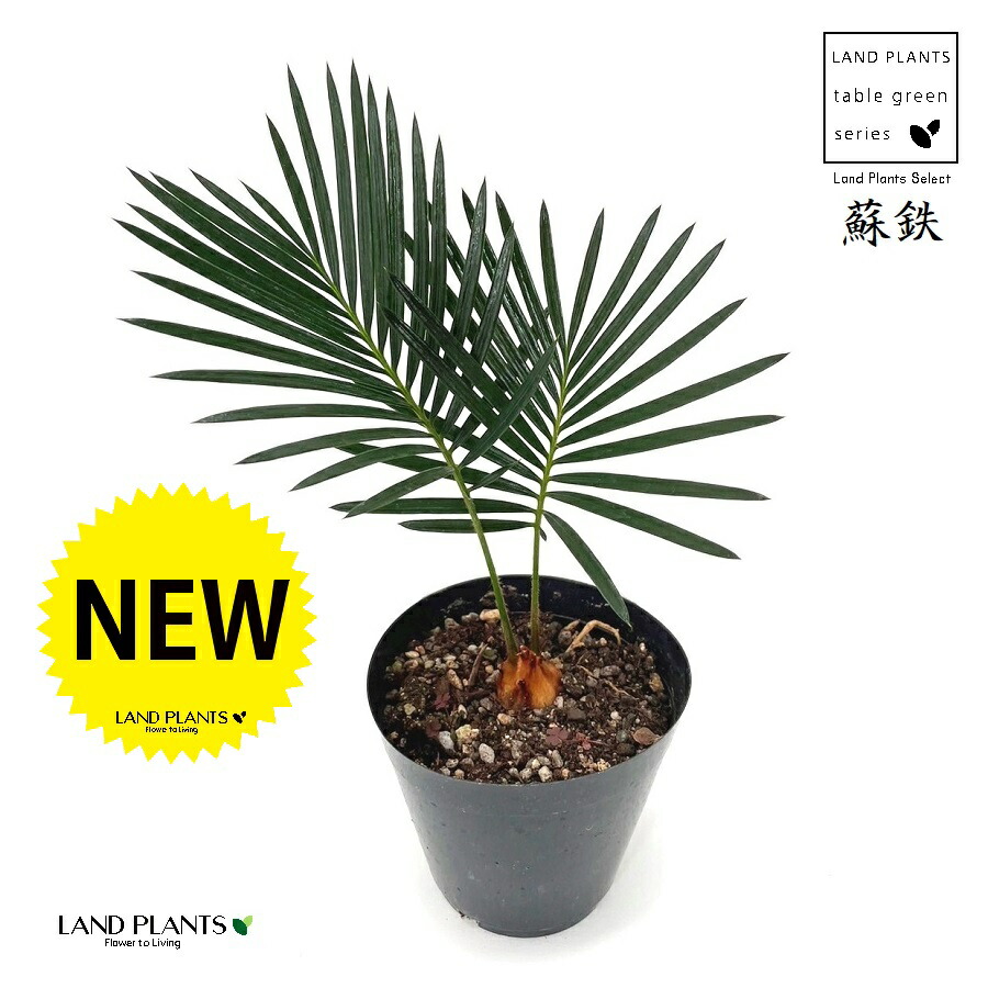 楽天市場】観葉植物【ソテツ属】ソテツ 5号Sセメント鉢（皿付