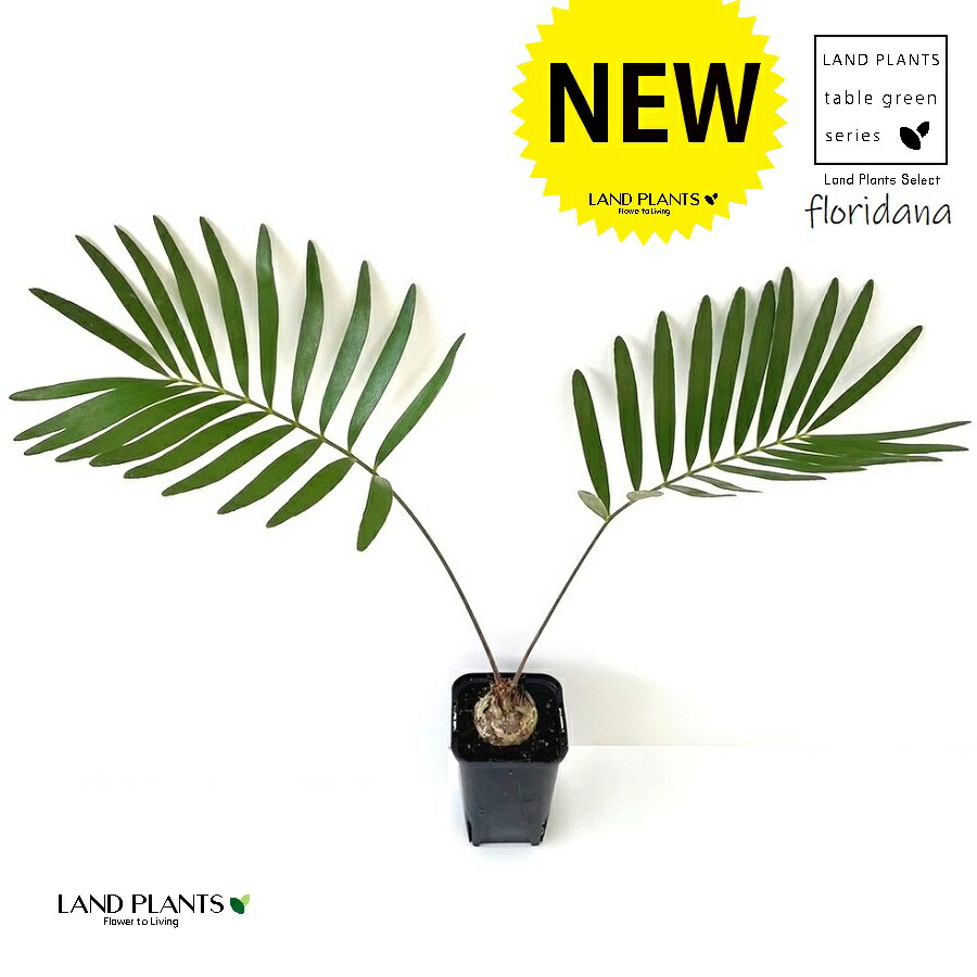 【現品】ザミア・フロリダーナ　多頭株　10号　白鉢（1） imgrc0111840415.jpg