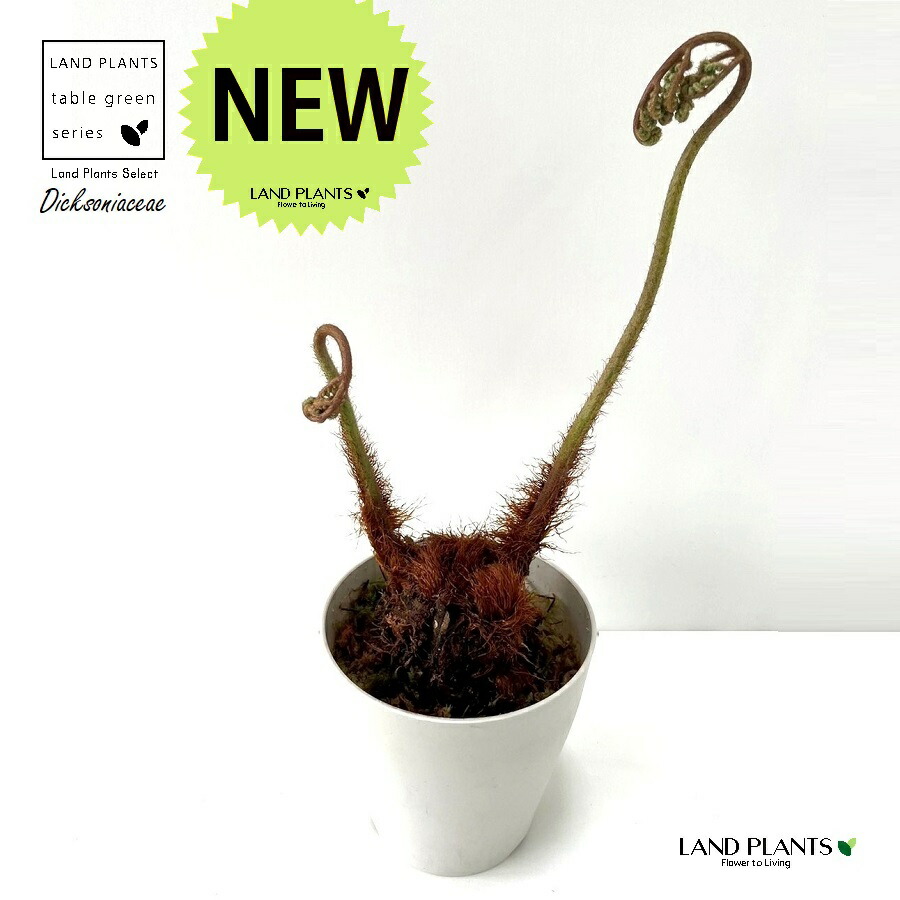 楽天市場】おしゃれ 観葉植物 キンモウコウ：ゴールデンモンキー