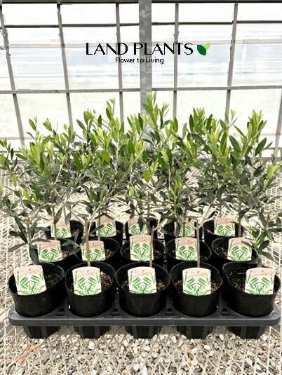 楽天市場】オリーブ（エルグレコ） 3.5号 ポット苗 1鉢 オリーブ