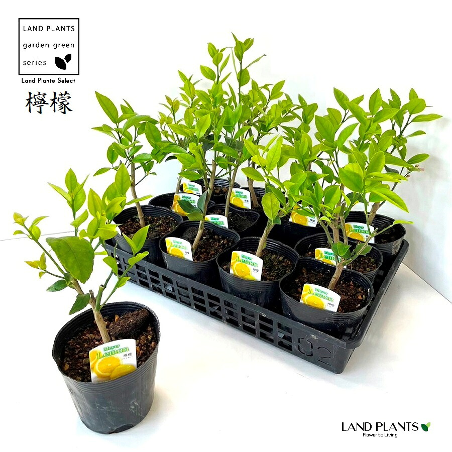 【ケース販売：12入】 マイヤーレモン（レモン） 4号 ポット苗 12鉢 檸檬 小ぶりなレモン レモンの木 苗木 Meyer lemon｜LAND PLANTS 店 17,590円