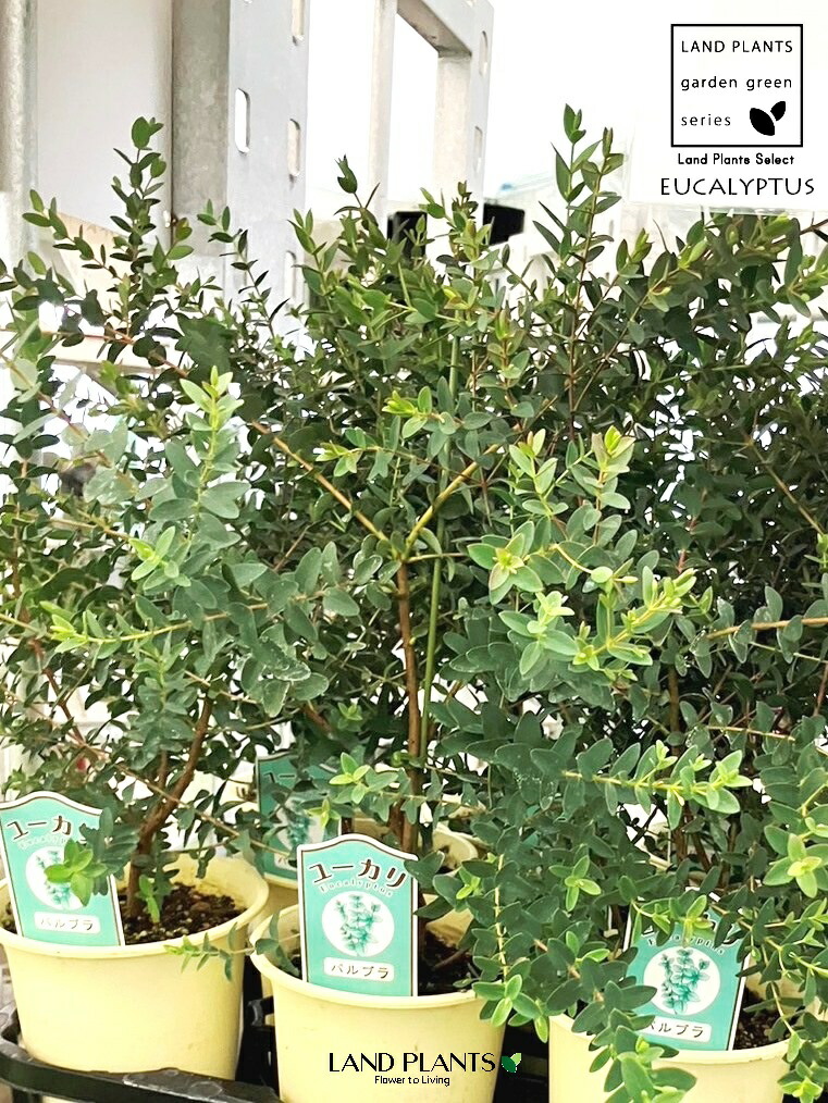 ドルフィン様専用 大苗 ユーカリ パルブラ 鉢植え 苗 樹高193cm