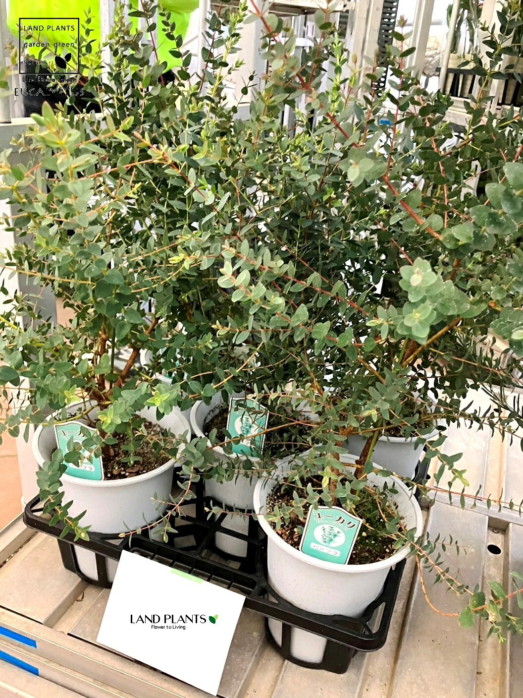 ユーカリ出品 ユーカリ シルバードロップ アンティーク風テラコッタ鉢植え