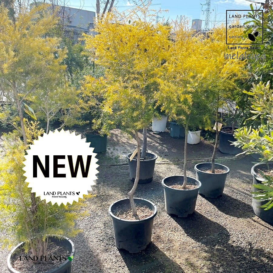 楽天市場】メラレウカ レボリューションゴールド樹高1.8m以上(鉢底から