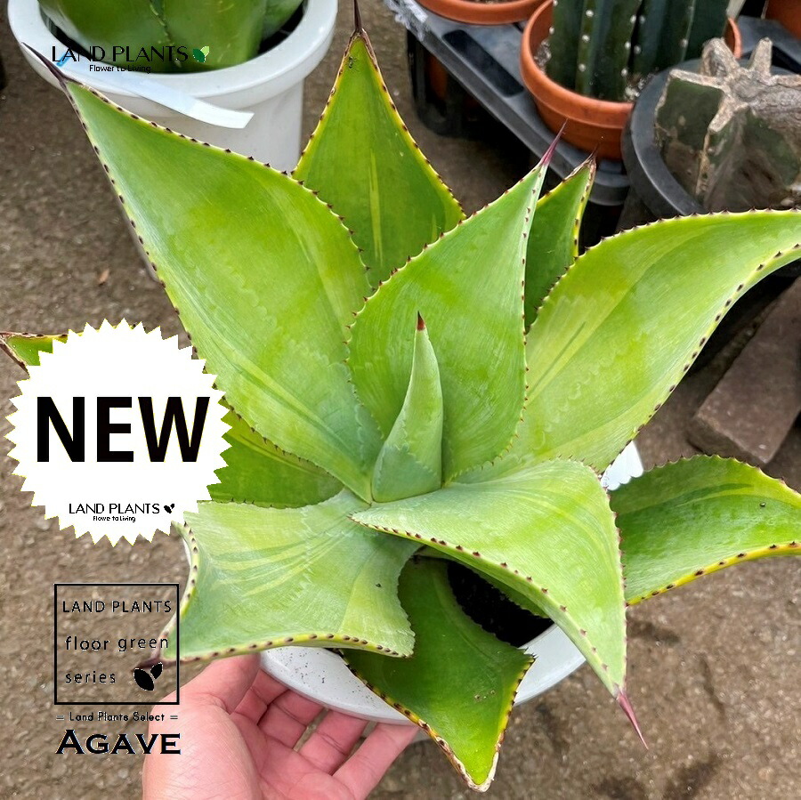 【現品】アガベ　ニグラ　”シャークスキン”　8号　Ｂ８番 Agave nigra “Shark Skin”【アガベ・ニグラ・シャークスキン