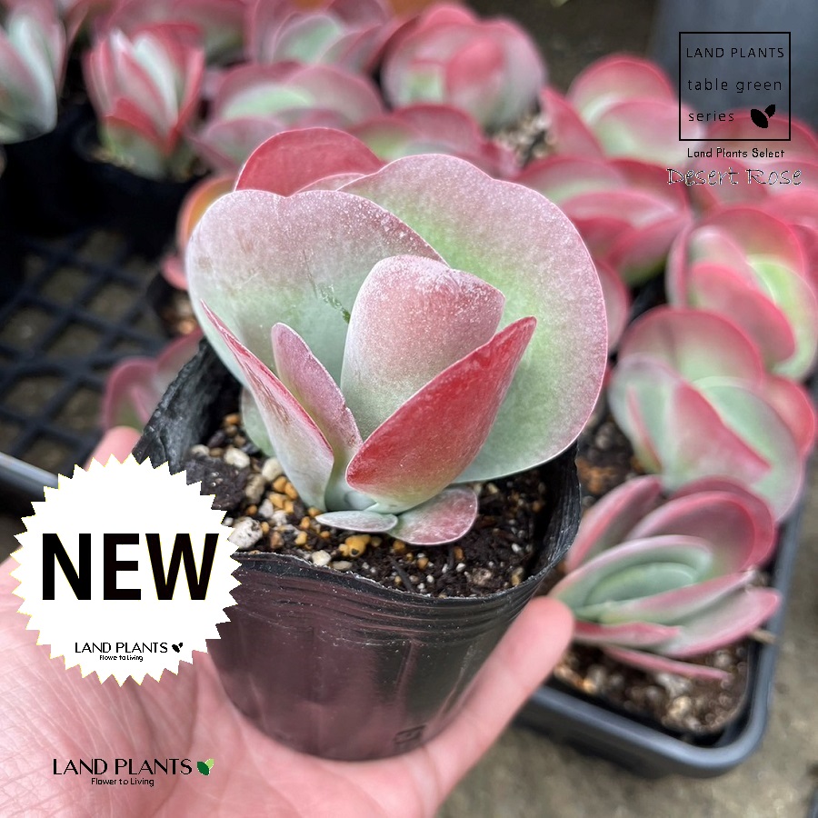 楽天市場】多肉植物 セダム（虹の花） 2.5号 プラスチック鉢 レイワノ